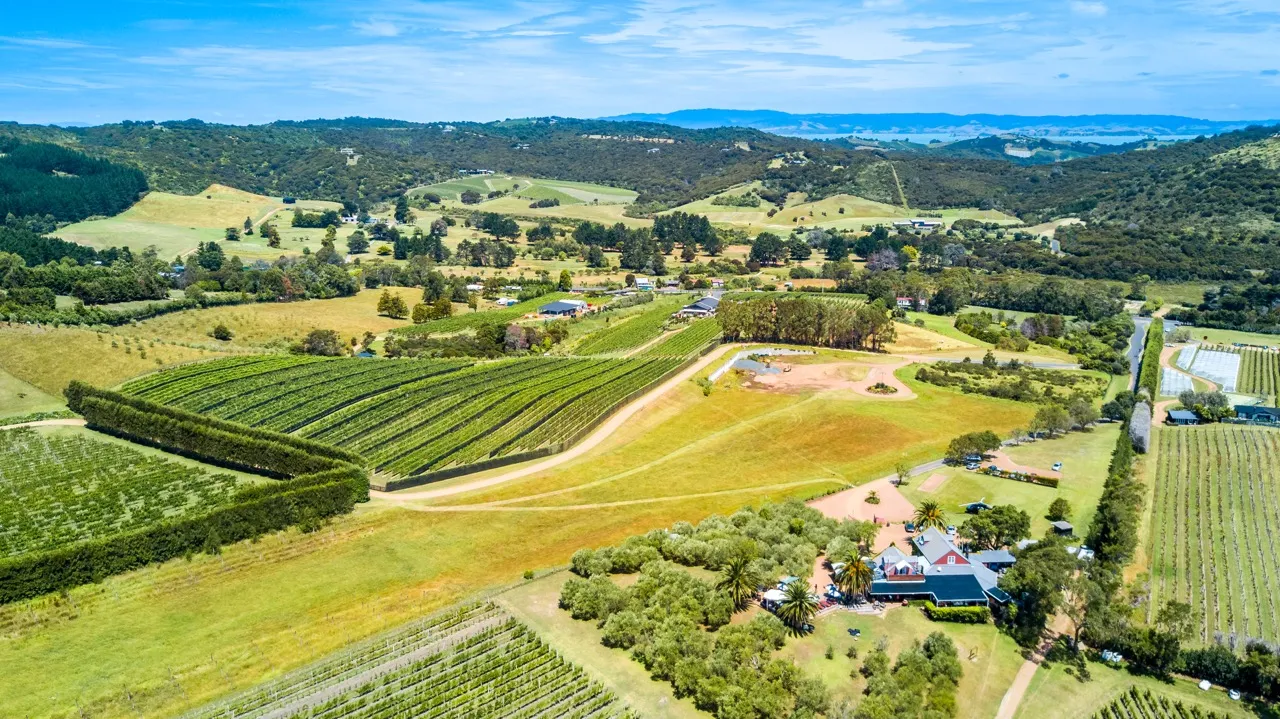 Waiheke vineyards